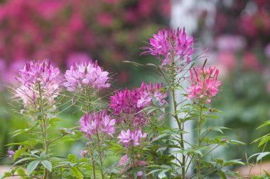 24 Mart 2007 Hong Kong Çiçek Fuarı 'nda çiçek ve bitkiler sergilendi 