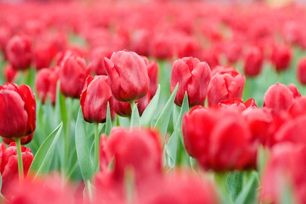 Marzo 2007 Fiori Piante Visualizzati Hong Kong Flower Show — Foto Stock