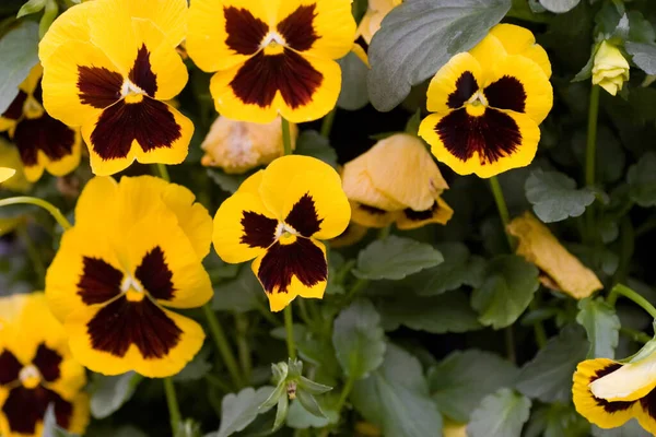 Blumen Und Pflanzen Auf Der Hong Kong Flower Show — Stockfoto