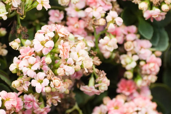 Mars 2007 Blommor Och Växter Visas Hong Kong Flower Show — Stockfoto