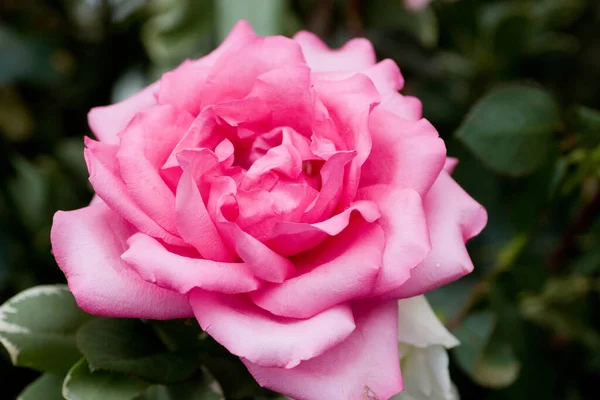 Blumen Und Pflanzen Auf Der Hong Kong Flower Show — Stockfoto