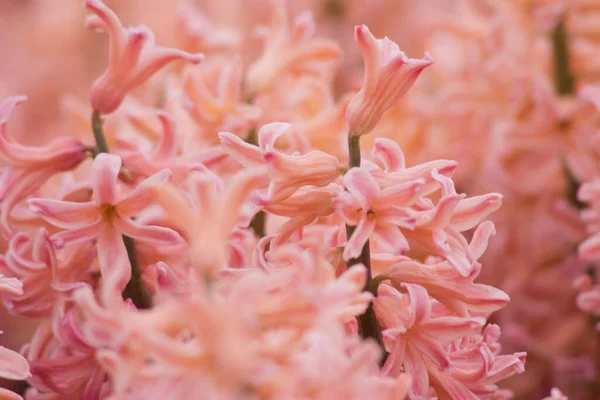 Mars 2007 Blommor Och Växter Visas Hong Kong Flower Show — Stockfoto