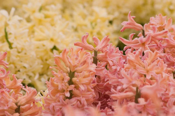 Mars 2007 Blommor Och Växter Visas Hong Kong Flower Show — Stockfoto