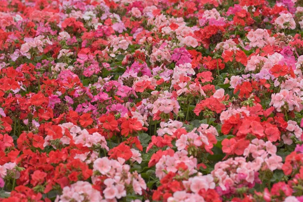 Blumen Und Pflanzen Auf Der Hong Kong Flower Show — Stockfoto