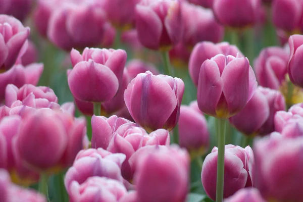 Blumen Und Pflanzen Auf Der Hong Kong Flower Show — Stockfoto