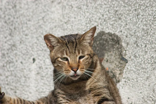 香港城市街道上无家可归的猫 — 图库照片