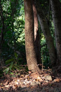 3 Mart 2007 'de Hong Kong' daki Tai Tam Country Park 'ında. 