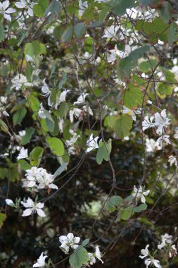 3 Mart 2007 'de Hong Kong' daki Tai Tam Country Park 'ında. 