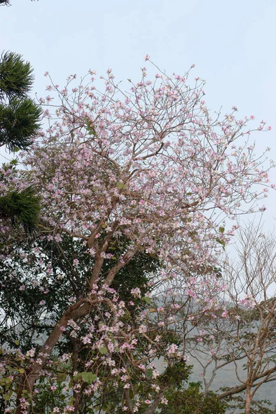 Marzo 2007 Tai Tam Country Park Hong Kong — Foto Stock