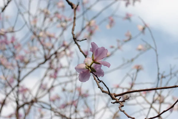 紫荆花菊图库照片 免版税紫荆花菊图片 Depositphotos 紫荆花菊图库照片 免版税紫荆花菊图片 Depositphotos