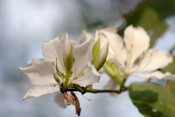 紫荆花菊图库照片 免版税紫荆花菊图片 Depositphotos 紫荆花菊图库照片 免版税紫荆花菊图片 Depositphotos