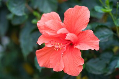 Hibiscus çiçeği doğanın arka planında