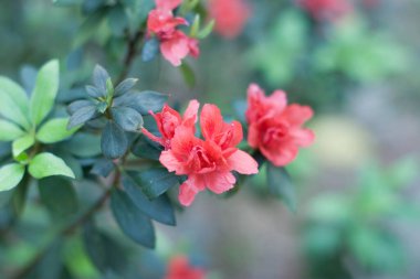  Heather bitkilerinden bir bitki cinsi.