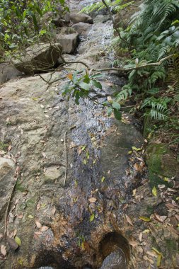 14 Nisan 2007 Kam Shan Country Park, Hong Kong 