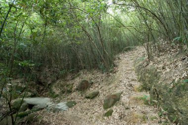 14 Nisan 2007 Kam Shan Country Park, Hong Kong 