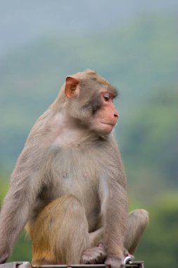 14 Nisan 2007 Maymun Kowloon Rezervuarı, Hong Kong 