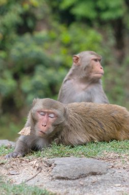 14 Nisan 2007 Maymun Kowloon Rezervuarı, Hong Kong 