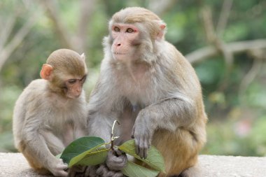 14 Nisan 2007 Shek Lai Pui Reservoir, Kam Shan Country Park