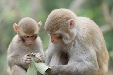 14 Nisan 2007 Shek Lai Pui Reservoir, Kam Shan Country Park