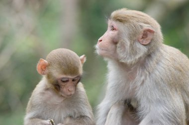 14 Nisan 2007 Shek Lai Pui Reservoir, Kam Shan Country Park