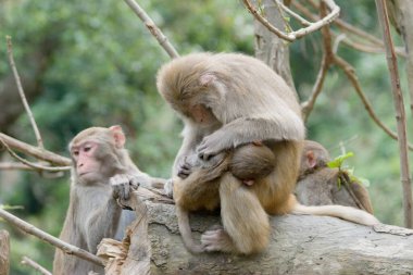 14 Nisan 2007 Shek Lai Pui Reservoir, Kam Shan Country Park