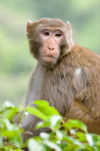 2007年4月14日猴子在香港九龙水塘 — 图库照片