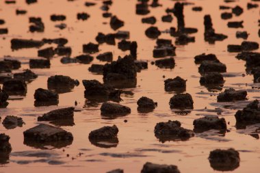 19 Haziran 2007, Yuen Long bölgesi, Hong Kong 