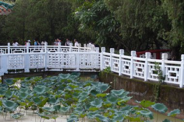 Wun Chuen Sin Koon 'daki yaz lotusu 2 Temmuz 2007