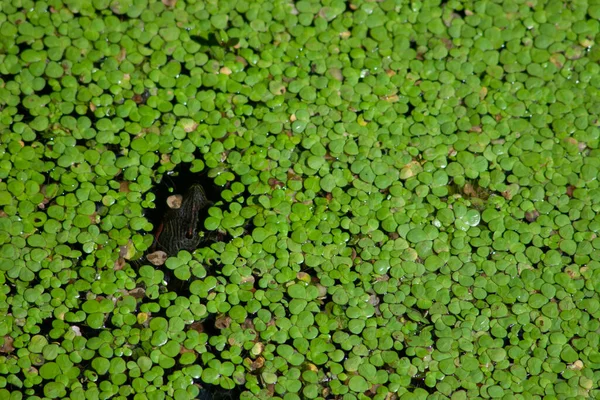 Taze Yeşil Ördek Otu Kuru Yapraklar Gölette Süzülüyor — Stok fotoğraf