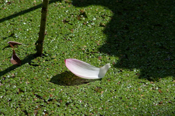 Vista Verde Pato Fresco Hojas Secas Flotando Agua Estanque —  Fotos de Stock