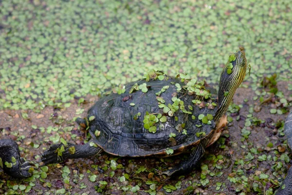 Расписные Черепахи Греются Солнце Бассейна Июля 2007 — стоковое фото