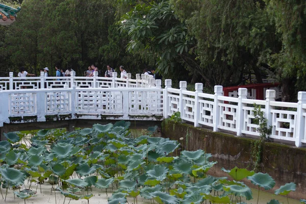 Lótus Verão Wun Chuen Sin Koon Julho 2007 — Fotografia de Stock