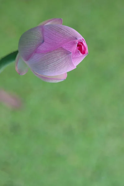 Une Fleur Lotus Rose Fleurie Avec Feuille Verte Juillet 2007 — Photo