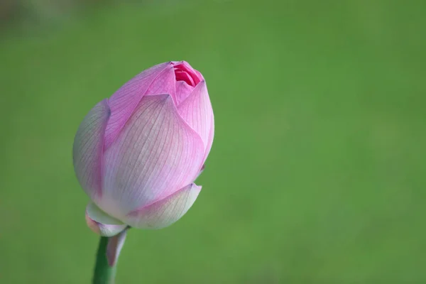 Uma Flor Lótus Rosa Florescente Com Folha Verde Julho 2007 — Fotografia de Stock