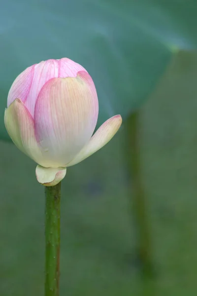 Blommande Rosa Lotusblomma Med Grönt Blad Juli 2007 — Stockfoto