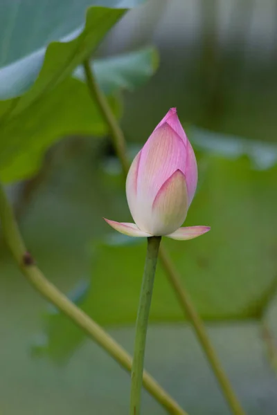 Ένα Ανθισμένο Ροζ Λουλούδι Λωτού Πράσινο Φύλλο Ιουλίου 2007 — Φωτογραφία Αρχείου