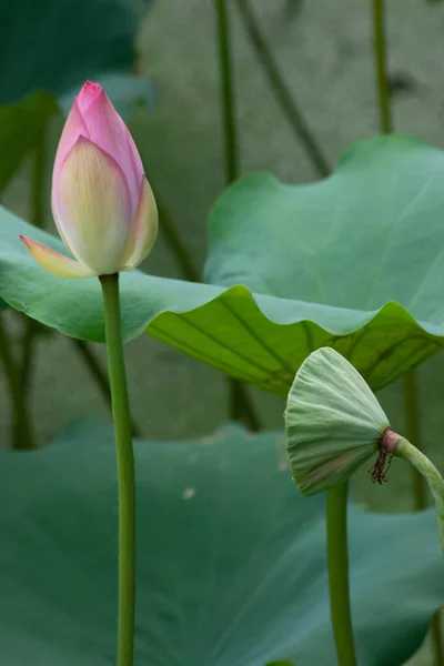 Lotus Bud Lotus Lake Summer Hong Kong — 스톡 사진