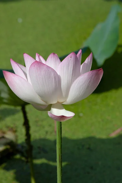 Eine Blühende Rosa Lotusblume Mit Grünem Blatt Juli 2007 — Stockfoto