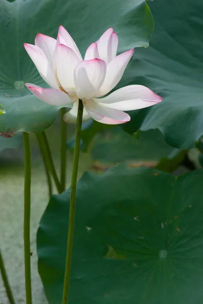 Une Fleur Lotus Rose Fleurie Avec Feuille Verte Juillet 2007 — Photo