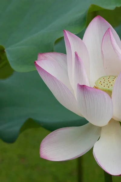 Una Flor Loto Rosa Floreciente Con Hoja Verde Julio 2007 — Foto de Stock