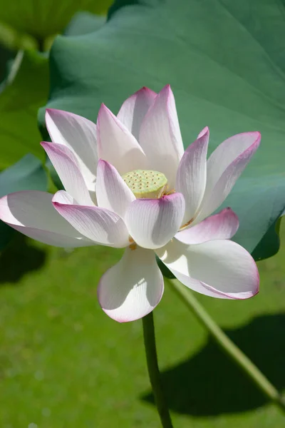 Blooming Pink Lotus Flower Green Leaf July 2007 — Stock Photo, Image