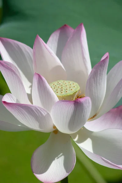 Une Fleur Lotus Rose Fleurie Avec Feuille Verte Juillet 2007 — Photo