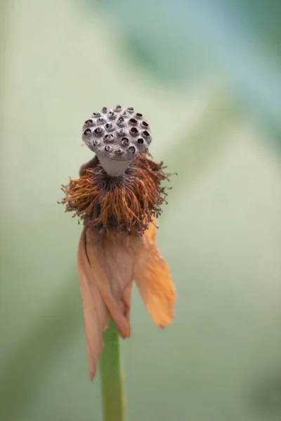 Dry Lotus Seed Head Pool — 스톡 사진