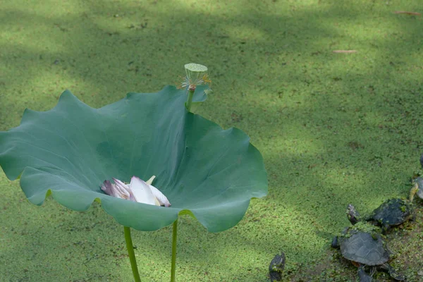 Grande Feuille Lotus Piscine Lotu Été — Photo