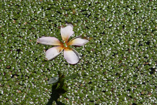 연못에 과마른 잎들의 — 스톡 사진