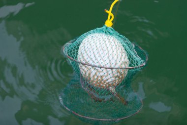 Balık fugu, zehirli balık, kirpi balığı olarak da bilinir. 7 Temmuz 2007 