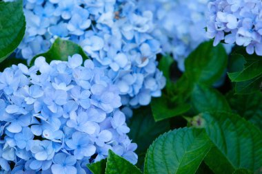 Bir yaz gününde renkli bir ortanca çiçeği 7 Temmuz 2007