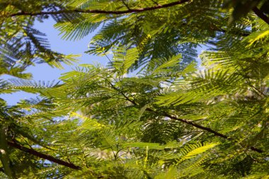 Doğadaki büyük ağaç.