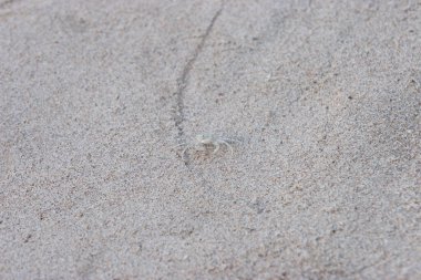 Kum dokusu. Sandy Plajı Arka plan için