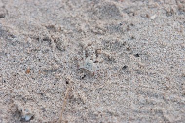 Kum dokusu. Sandy Plajı Arka plan için